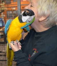 Dostupný Ara Ararauna papoušci